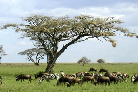 Kenia