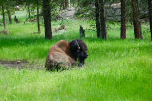 Black Hills