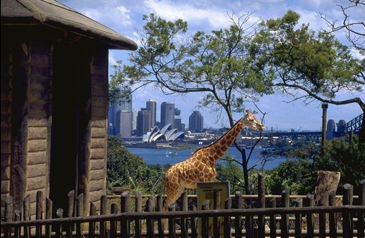 Sydney | Taronga Zoo